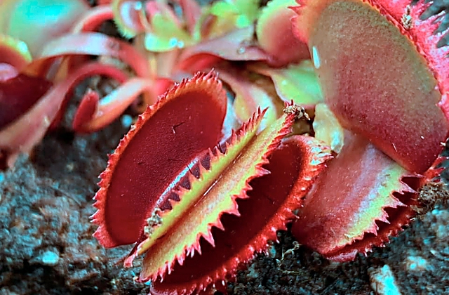 Why Do Carnivorous Plants Stink?